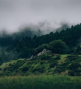 Fog and Nature
